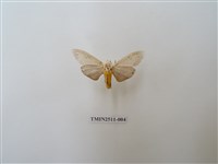 藏品(八點灰燈蛾)的圖片